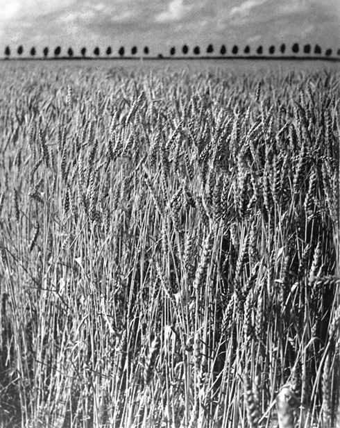 François Tuefferd, Champ de blé, Beauce, 1937